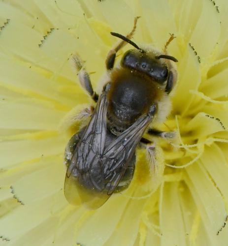 Eucera nigrifacies